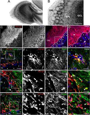 AMPA Receptor-Mediated Ca2+ Transients in Mouse Olfactory Ensheathing Cells